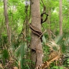 Zdjęcie ze Stanów Zjednoczonych - Palmetto SP.