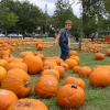 Zdjęcie ze Stanów Zjednoczonych - Pumpkin Patch...