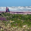 Zdjęcie ze Stanów Zjednoczonych - Zielona plaża.