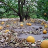 Zdjęcie ze Stanów Zjednoczonych - Sad grapefruitowy...