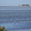 Zdjęcie ze Stanów Zjednoczonych - Laguna Atascosa...