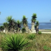 Zdjęcie ze Stanów Zjednoczonych - Laguna Atascosa NWR.