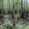 Zdjęcie ze Stanów Zjednoczonych - Big Thicket...