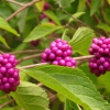 Zdjęcie ze Stanów Zjednoczonych - Flora Big Thicket.