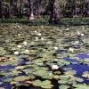 Zdjęcie ze Stanów Zjednoczonych - Caddo lake - nenufary.