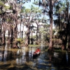 Zdjęcie ze Stanów Zjednoczonych - Caddo Lake.