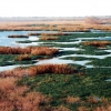 Zdjęcie ze Stanów Zjednoczonych - Brazos Bend SP.