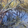 Zdjęcie ze Stanów Zjednoczonych - Brazos Bend SP.