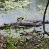 Zdjęcie ze Stanów Zjednoczonych - Brazos Bend SP.