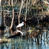 Zdjęcie ze Stanów Zjednoczonych - Brazos Bend SP.
