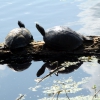 Zdjęcie ze Stanów Zjednoczonych - Brazos Bend SP.