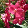Zdjęcie z Tajlandii - Farma orchidei