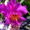 Zdjęcie z Tajlandii - Farma orchidei