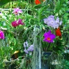 Zdjęcie z Tajlandii - Farma orchidei