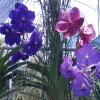 Zdjęcie z Tajlandii - Farma orchidei