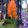 Zdjęcie z Tajlandii - Farma orchidei