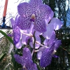 Zdjęcie z Tajlandii - Farma orchidei
