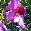 Zdjęcie z Tajlandii - Farma orchidei