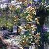 Zdjęcie z Tajlandii - Na farmie orchidei