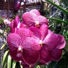 Zdjęcie z Tajlandii - Na farmie orchidei