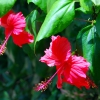 Zdjęcie z Tajlandii - Hibiskusy