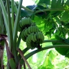 Zdjęcie z Tajlandii - Wszechobecne bananowce