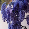 Zdjęcie z Włoch - SORRENTO 2011