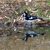 Zdjęcie z Australii - Magpie lark - mala sroka