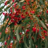 Zdjęcie z Australii - Zywiacy sie nektarem...
