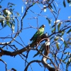 Zdjęcie z Australii - Papuga ringneck parrot