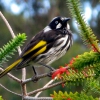 Zdjęcie z Australii - Miodojad (honeyeater)