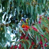 Zdjęcie z Australii - Lorysa na eukaliptusie