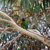 Zdjęcie z Australii - Rainbow lorikeet - lorysa