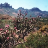 Zdjęcie ze Stanów Zjednoczonych - Big Bend NP.