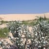 Zdjęcie ze Stanów Zjednoczonych - Monahans Sandhills SP.