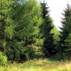 Zdjęcie z Polski - Rudawy - las.