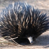 Zdjęcie z Australii - Echidna czyli kolczatka..