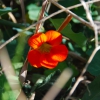 Zdjęcie z Australii - Australijska flora