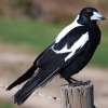 Zdjęcie z Australii - Magpie - australijska...