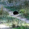 Zdjęcie z Australii - Echidna czyli kolczatka..