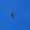 Zdjęcie z Australii - Jastrzab nankeen kestrel 