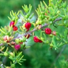 Zdjęcie z Australii - Australijska flora