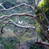 Zdjęcie z Australii - Black-shouldered Kite...