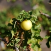 Zdjęcie z Australii - Australijska flora