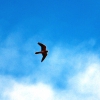 Zdjęcie z Australii - Jastrzab nankeen kestrel 