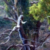 Zdjęcie z Australii - Black-shouldered Kite...