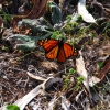 Zdjęcie z Australii - Motyl monarcha