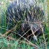 Zdjęcie z Australii - Kolczatka - echidna