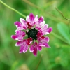 Zdjęcie z Australii - Australijska flora