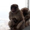Zdjęcie z Giblartaru - GIBRALTAR